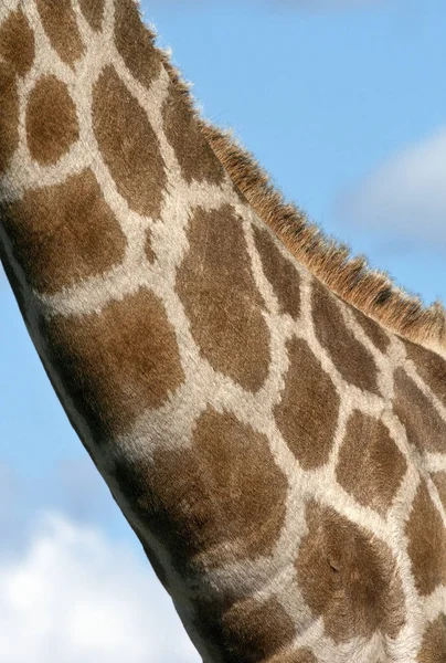 Neck of a Giraffe - Botswana — Stock Photo, Image