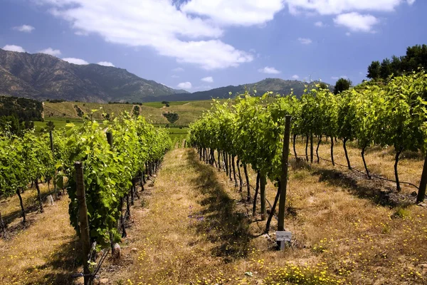 Chileense wijn - wijngaarden - Chili — Stockfoto