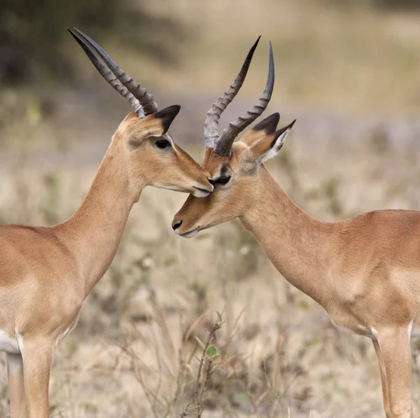 Két férfi Impala - Savuti terület Botswana — Stock Fotó