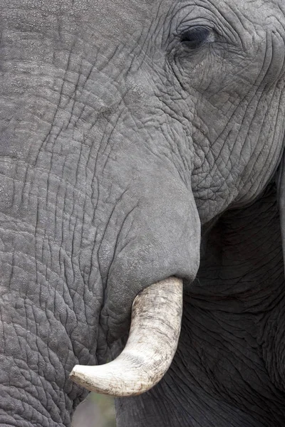 African Elephant - Botswana — Stock Photo, Image