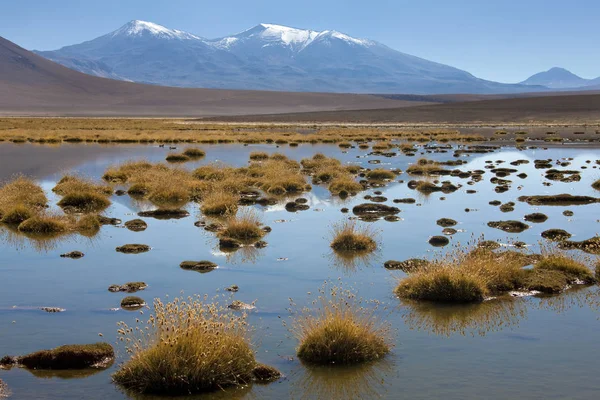 De Altiplano in de Atacama woestijn - Chili — Stockfoto