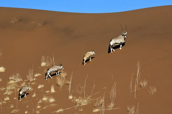 Gemsbok - Sossusvlei - Namibia — Φωτογραφία Αρχείου