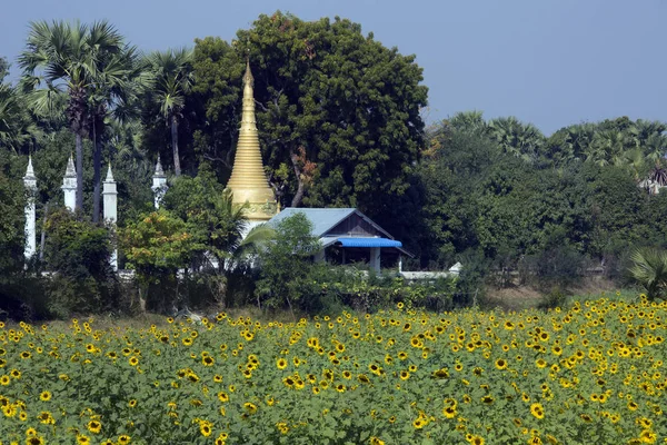 Coltivazione di fiori del sole e Stupa buddista Myanmar — Foto Stock