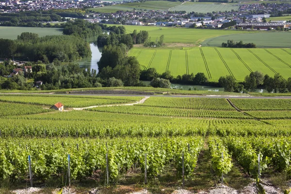 Vingårdar - Hautvillers nära Reims - Frankrike — Stockfoto