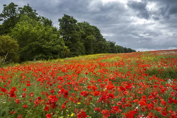 Prado de flores silvestres - Inglaterra — Foto de Stock