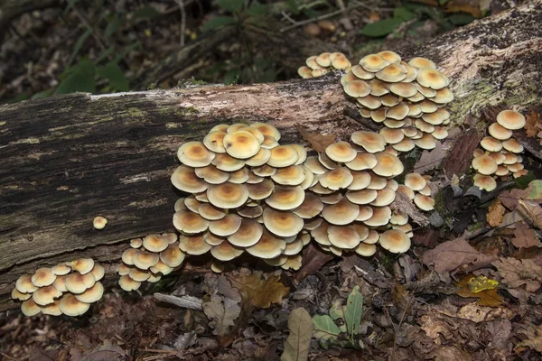 Funghi che crescono su un albero morto — Foto Stock