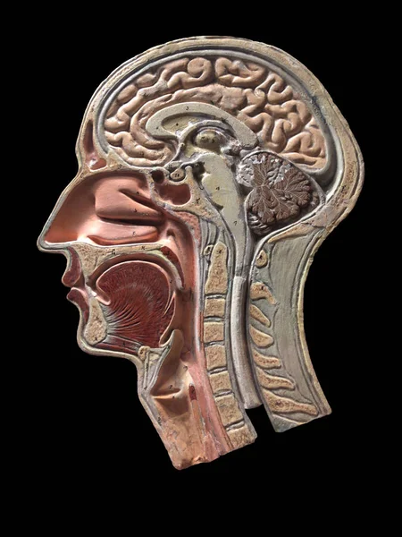 Vintage anatomie Model van het menselijk hoofd — Stockfoto