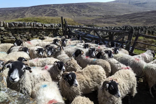 Swaledale schapen - Yorkshire Dales - Engeland — Stockfoto