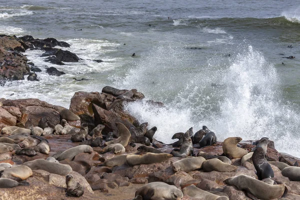 Cape Cross Seal Colony - Namibia - Africa — Stock Photo, Image