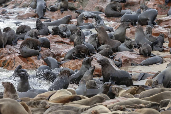 Colonia di foche del Capo Croce - Costa dello Scheletro - Namibia — Foto Stock