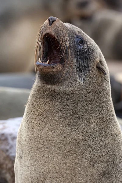 Foca del Cabo - Namibia - África —  Fotos de Stock