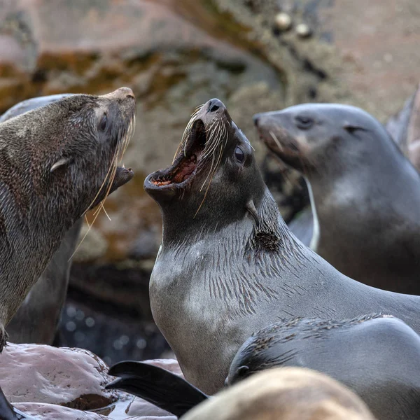 Cape Fur Seals - Cape Cross Seal Colony - Namibia — Stock Photo, Image