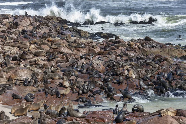 Colonia di foche del Capo Croce - Costa dello Scheletro - Namibia — Foto Stock