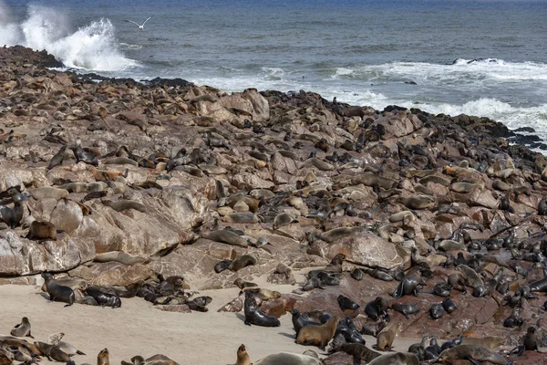Colonia della foche del Capo Croce - Namibia - Africa . — Foto Stock
