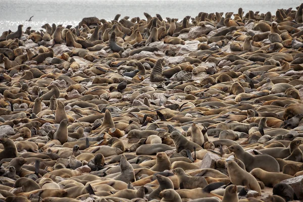 Colonia di foche del Capo Croce - Costa dello Scheletro - Namibia — Foto Stock
