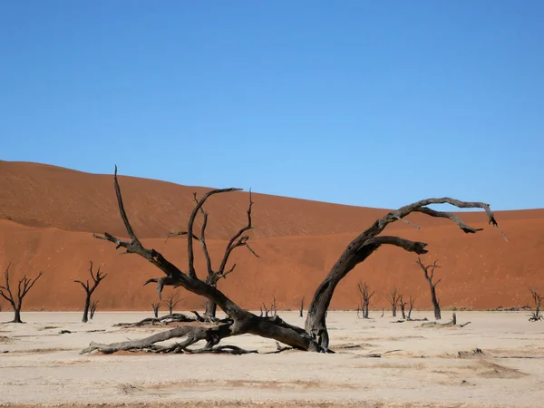 Vlei morto - Sossusvlei - Namíbia — Fotografia de Stock