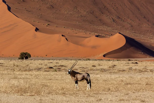 ジェムズボックアンテロープ-ナミビア-アフリカ — ストック写真