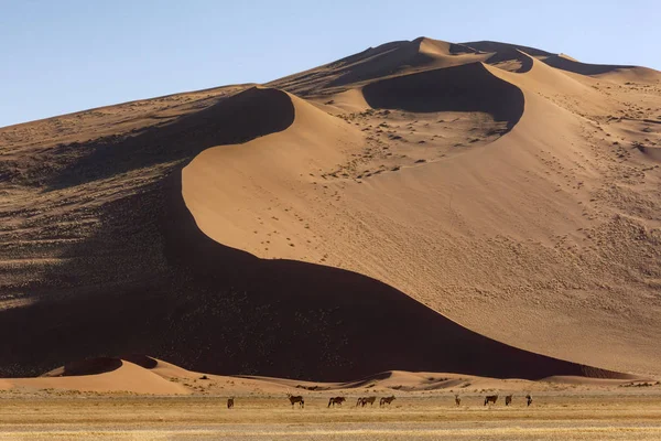 Nationaal park Namib-nuakluft -Namibië - Afrika — Stockfoto