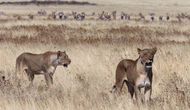 İki dişi aslan - Namibya - Afrika
