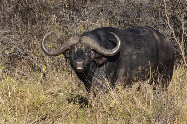 Buffalo - Okavango Delta - Botswana — Stock Photo, Image