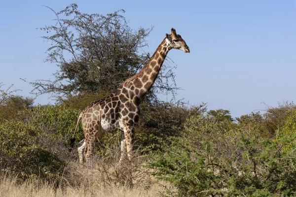 Girafa - Botsuana - África — Fotografia de Stock