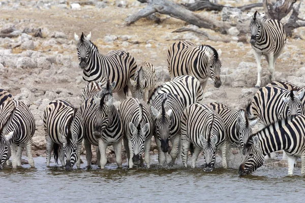 Zebra -エトシャ国立公園-ナミビア — ストック写真