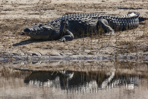 Crocodilo do Nilo  - — Fotografia de Stock