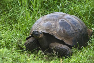 Dev kaplumbağa - Galapagos Adaları