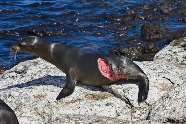 Sea Lion following a shark attack - Galapagos Islands — Stock Photo, Image