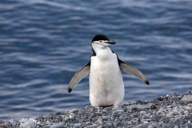 Miğfer penguen - Güney shetland Adaları - Antarktika