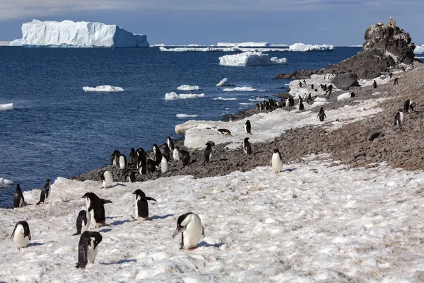 Colônia de pinguins de Adelie - Península Antártica na Antártida — Fotografia de Stock