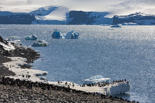 Colonia de pingüinos Adelie - Península Antártica en la Antártida — Foto de Stock