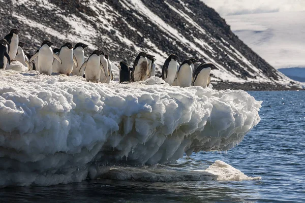 Skupina tučňáků Adelie - Antarktida — Stock fotografie