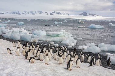 Adelie penguenleri - Kahverengi Kayalık - Antarktika