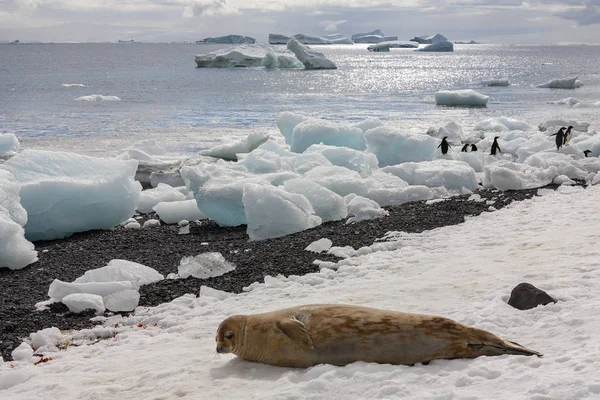 Foca de piel antártica - Bluff marrón - Antártida — Foto de Stock