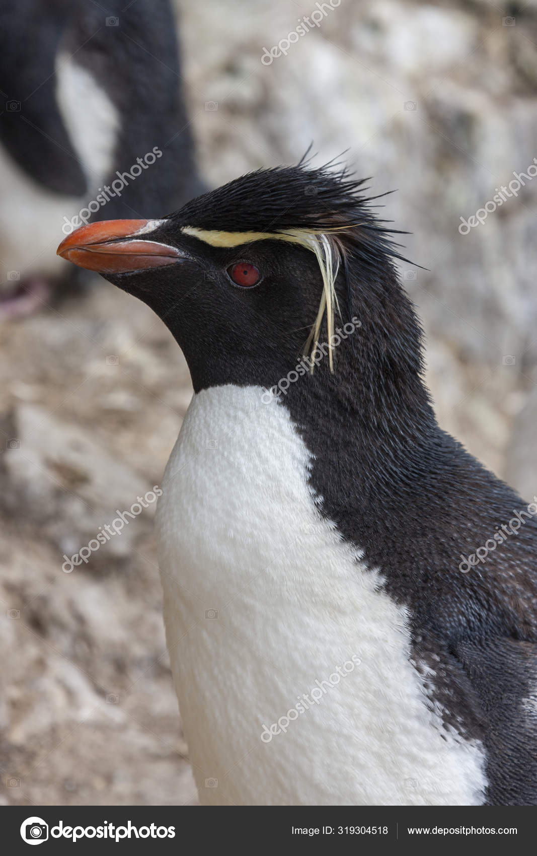 Southern Rockhopper Penguin Falkland Islands Stock Photo Image By C Steve Allen