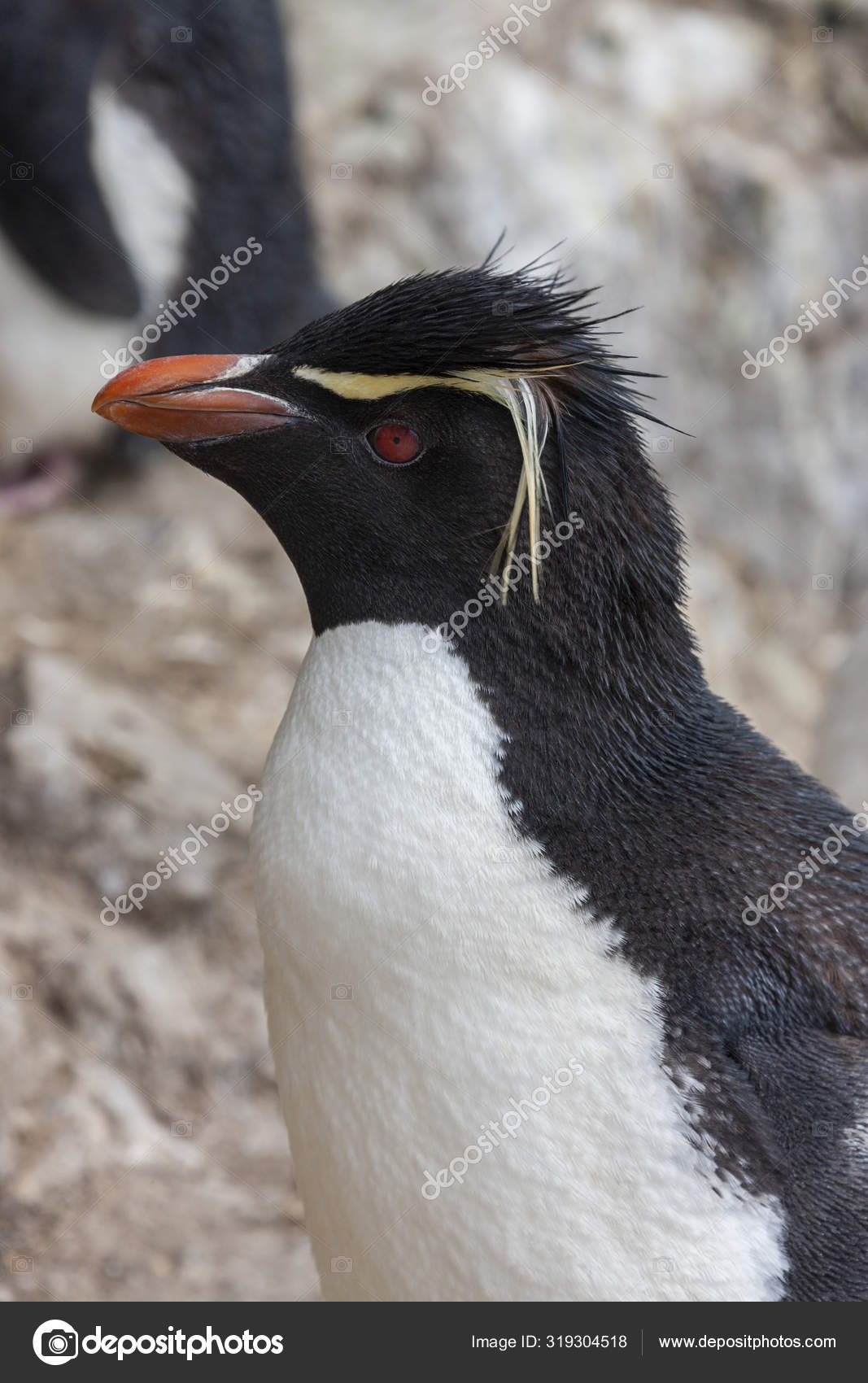 Southern Rockhopper Penguin Falkland Islands Stock Photo Image By C Steve Allen Southern Rockhopper Penguin Falkland Islands Stock Photo Image By C Steve Allen