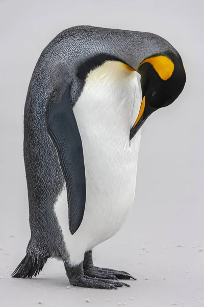 企鹅国王-志愿服务点-福克兰群岛 — 图库照片