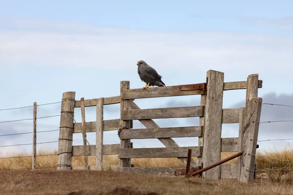 Falco variabile - Isola delle carcasse nelle Isole Falkland — Foto Stock