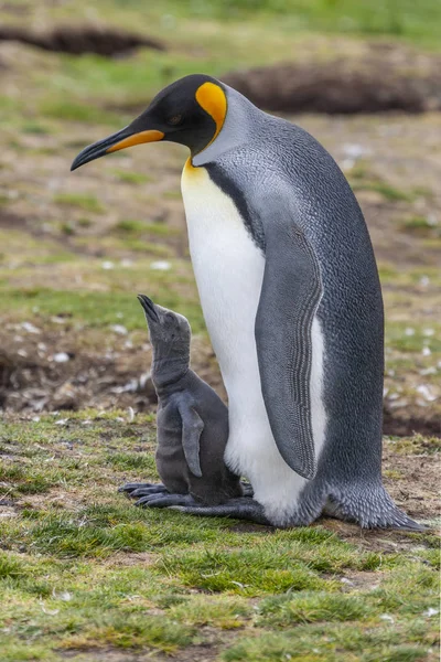 Tučňák královský a kuřátko - Dobrovolný bod - Falklandy — Stock fotografie