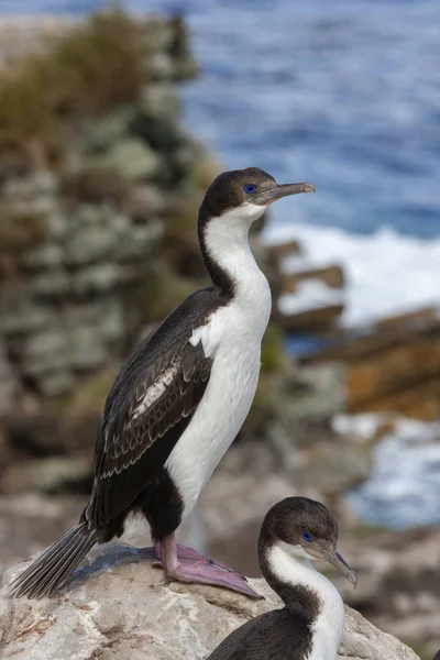 Blue Eyed Comorants - Falklandy — Zdjęcie stockowe