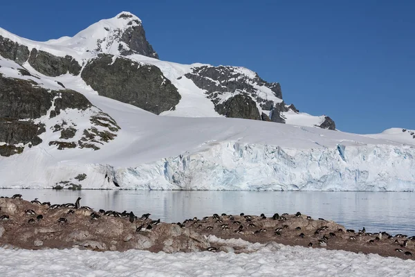 Colonia de pingüinos Gentoo - Isla Danko - Antártida — Foto de Stock