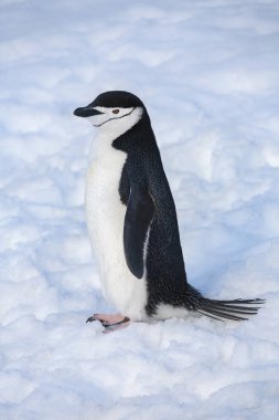 Chinstrap Pengueni - Antarktika Yarımadası