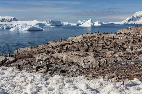 Gentoo pinguin colony - cuverville island - antarktis — Stockfoto