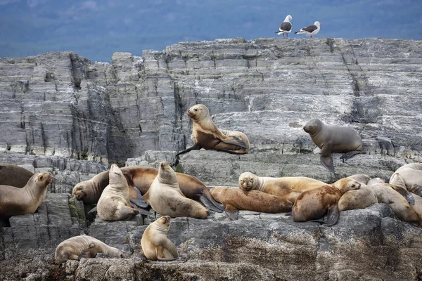 Antarctic Fur Seals - Tierra del Fuego - Argentina — Stock Photo, Image