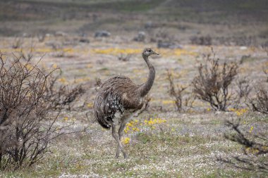 Rhea - Torres Del Paine - Şili