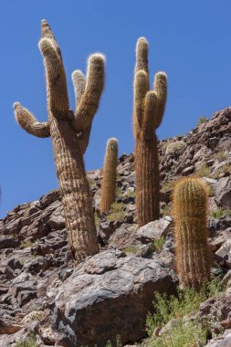 Kaktüs Kanyon - Atacama Çölü - Şili