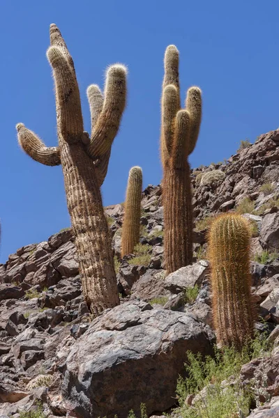 Cactus Canyon - Atacama Desert - Chile — Stock Photo, Image