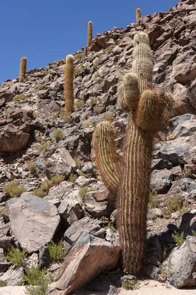 Cactus Canyon - Atacama Desert - Chile — Stock Photo, Image