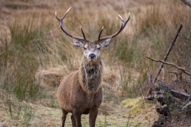 Red Deer Stag - Scottish Highlands clipart